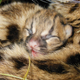 Illustration for article titled BREAKING CUTENESS NEWS: Baby Margay is Cute
